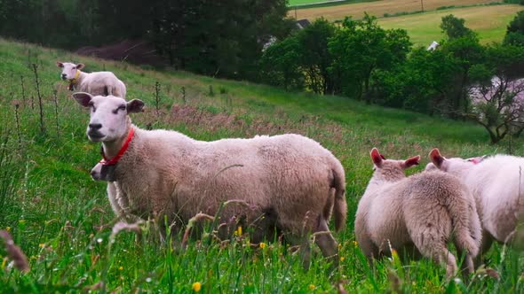 A Flock of Sheep in a Green Meadow alt
