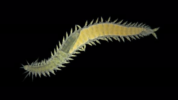 Worm Polychaeta Eulalia viridis under a microscope, of the Phyllodocidae family alt