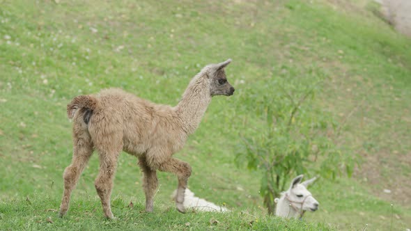 two llamas, baby and mom alt