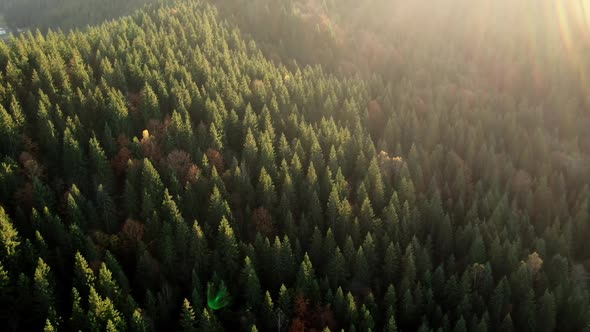 Majestic Aerial View of Green Woods with Coniferous Trees Lit By Morning Sunlight. Beautiful Morning alt
