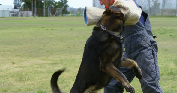 Trainer training a shepherd dog in the field 4k alt