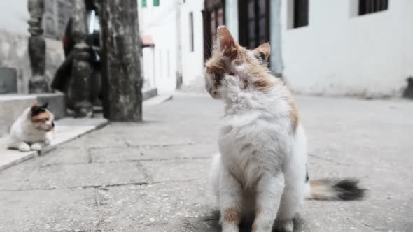 Stray Shabby Tricolor Cat in Africa on Street of Dirty Stone Town Zanzibar alt