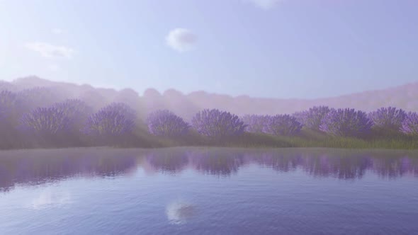 Endless Field Of Lavender Flowers With Lilac Fog