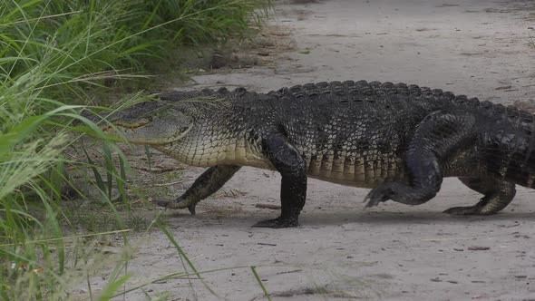 large alligator crossing a narrow park trail