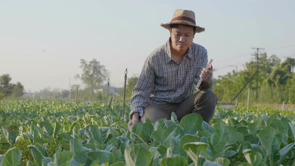 Slow motion Asian farmer examining plant leaf fresh vegetables in organic farm. alt