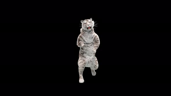 White Tiger Dancing 4K alt