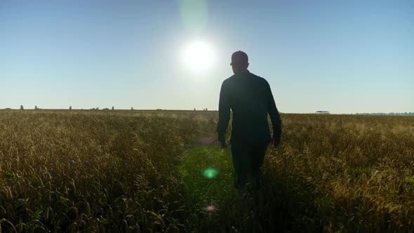 Farmer Businessman Walks Through Wheat Field Inspecting Harvest at Sunrise alt