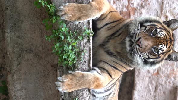 A Sumatran Tiger or Panthera Tigris Sondaica Lying on the Ground alt