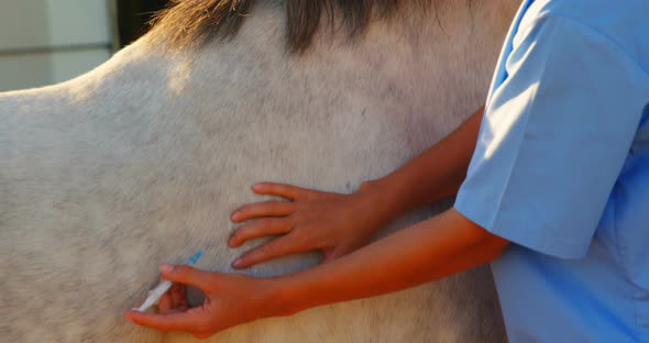 Veterinarian doctor giving an injection to the horse 4k alt