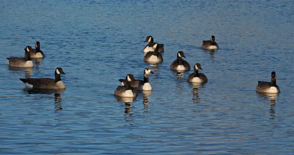 Canada goose, Branta canadensis. Flock of birds swimming on a lake alt