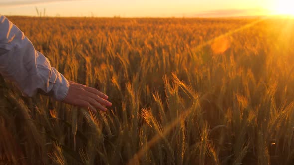 Bohemian woman walking through barley field during sunset