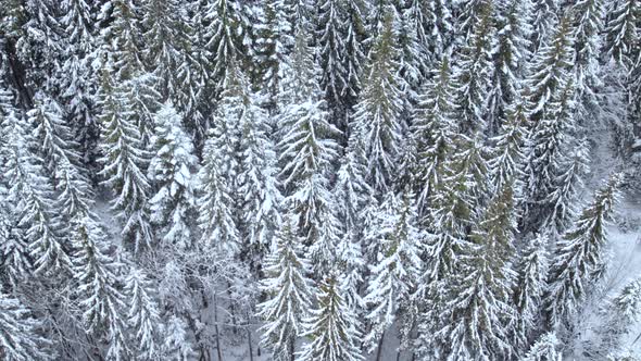 Drone Slider Shot of Snow Covered Pine Forest