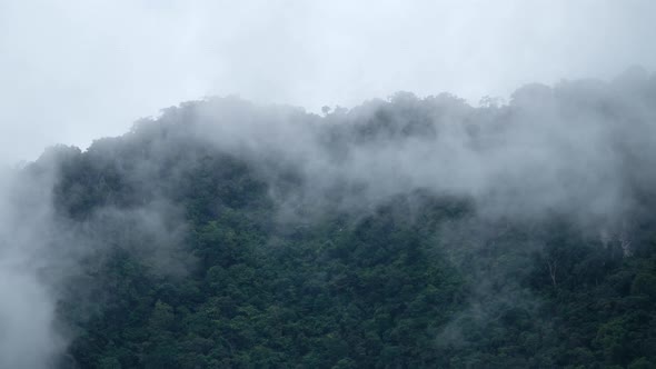 Greenery rainforest and hills on foggy day