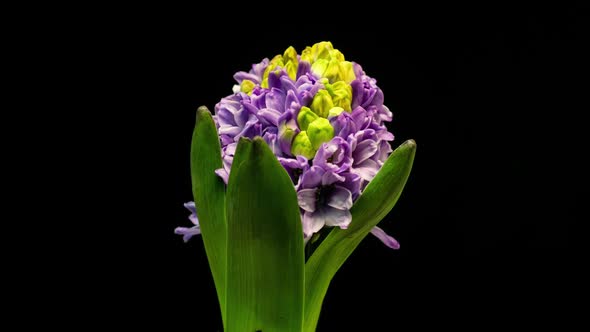 Spring Flowers Hyacinth Opening alt