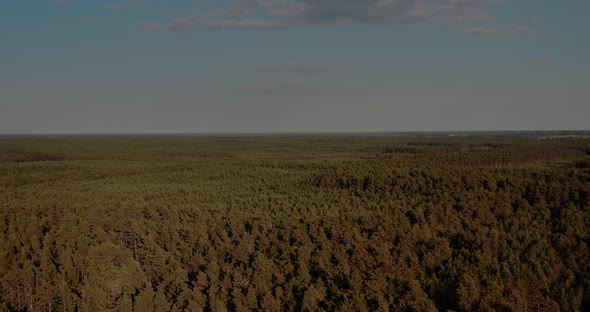 Aerial View of Forest at Early Morning in Summer alt