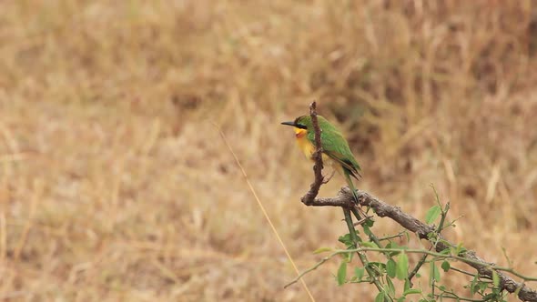 Bee-eater Flying and Landing
