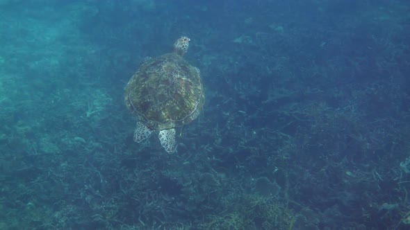 Underwater Video of Green Sea Turtle Slowly Swimming on Scuba Diving or Snorkeling Among Tropical alt