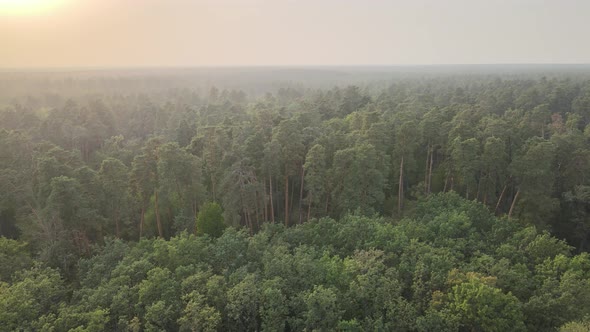 Aerial View of a Green Forest on a Summer Day alt