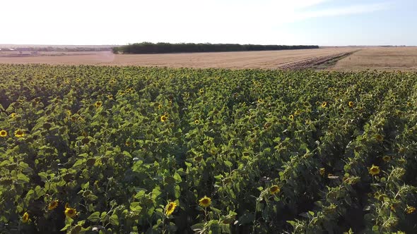 View of a Field with Sunflowers on a Summer Sunny Day Taken By a Drone From a Low Altitude the alt