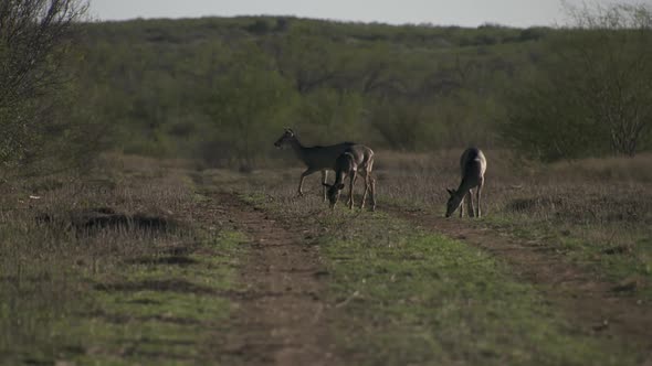 High speed of whitetail does feeding on a  dirt road alt