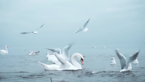 Swans on the Baltic Sea