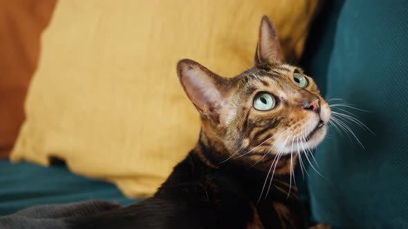 Bengal Cat Lying on Sofa in Living Room alt