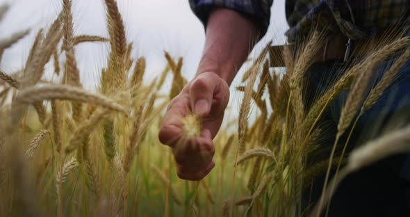 Close up of farmer touching wheat crop ears to control it quality in grain field