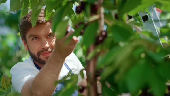 Portrait Farm Worker Collecting Fresh Redd Rustic Cherry Branches Smiling alt
