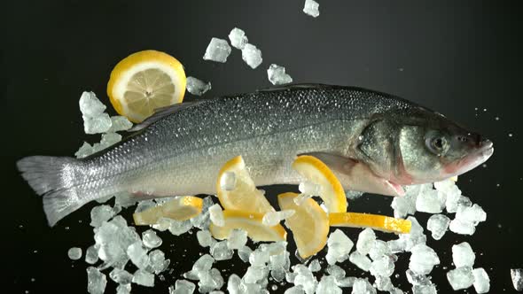 Super Slow Motion Shot of Flying Fresh Sea Bass Fish with Crushed Ice and Lemon at 1000 Fps alt