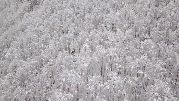 Aerial shot over a snowy forest in Switzerland. alt