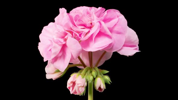 Time Lapse of Opening Pink Geranium Pelargonium Flower alt