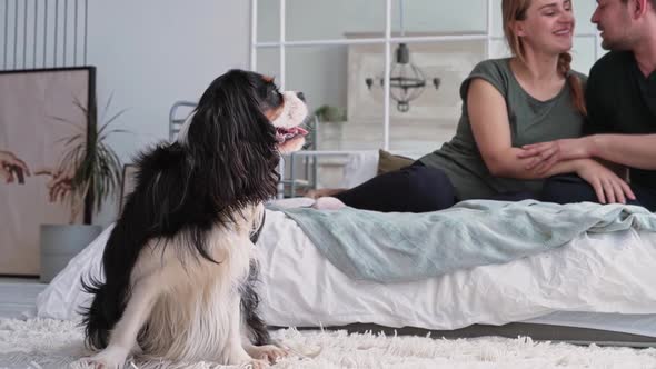 A Loving Couple of European Appearance Sits on a Bed in a Cozy Modern Room with Their Beloved Dog alt