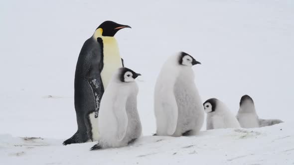 Emperor Penguins at Snow Hill Antarctica 2018