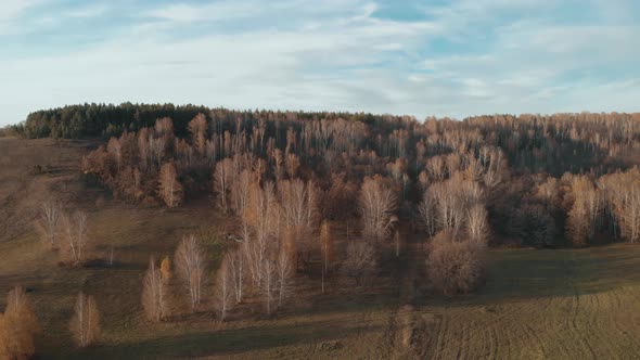 Autumn Brown Forest on a Hill alt