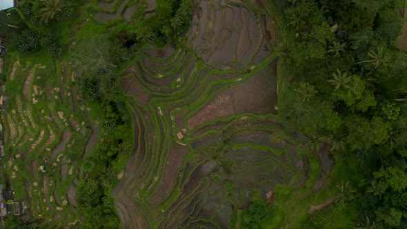 Ascending Top Down Overhead Aerial View of Large Terraced Paddy Fields on Multiple Hills Next To a alt