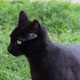 Black Cat Looking Around - VideoHive Item for Sale