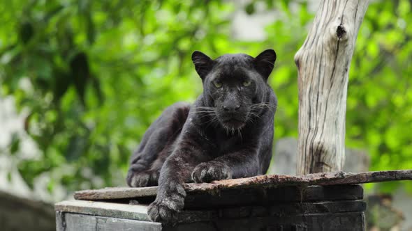 black panther resting in the forrest