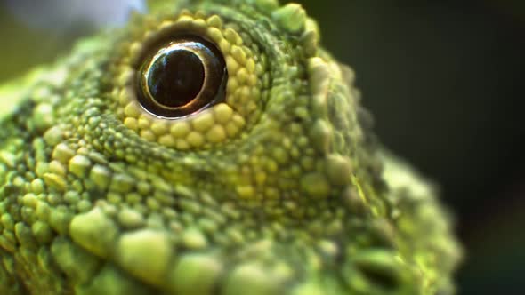 Slow Motion Lizard alt