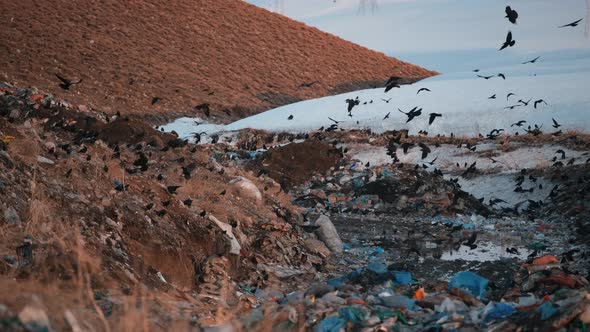 Crows in the City Dump alt