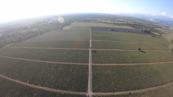 Aerial flight over beautiful vineyard landscape in Kvareli, Georgia alt