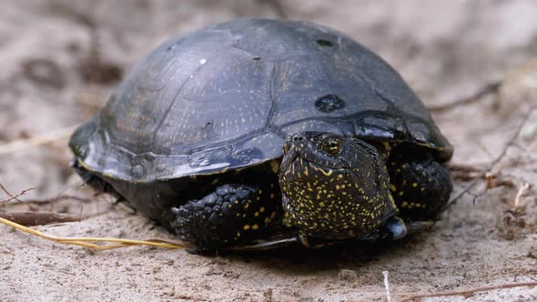 River Turtle Lies on Sand. European Pond Turtle Emys Orbicularis. Slow Motion alt