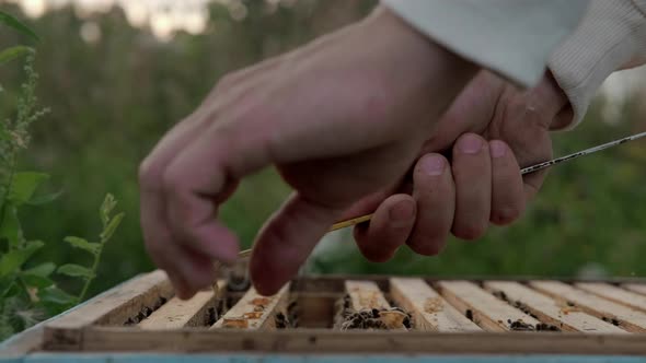 A Male Beekeeper Takes Out a Frame with Honeycombs From a Wooden Hive