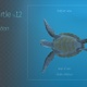 Sea Turtle 12 - VideoHive Item for Sale