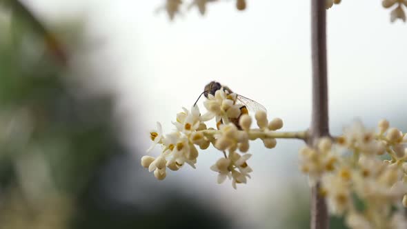Bee Flower Fly Dof Slow Motion