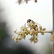 Bee Flower Fly Dof Slow Motion - VideoHive Item for Sale