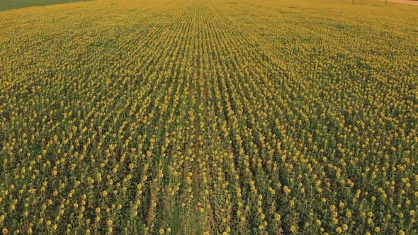 Aerial view Sunflower field. Yellow Sunflower field. Farm field. Sunflower oil. Organic farming  alt