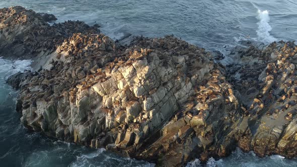 Southern American Sea Lions Sanctuary In Cobquecura Piedra De La Loberia In Southern Chile. Aerial D alt