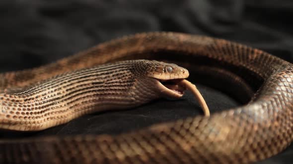 Rat Snake with Rat Prey Between Its Jaws alt