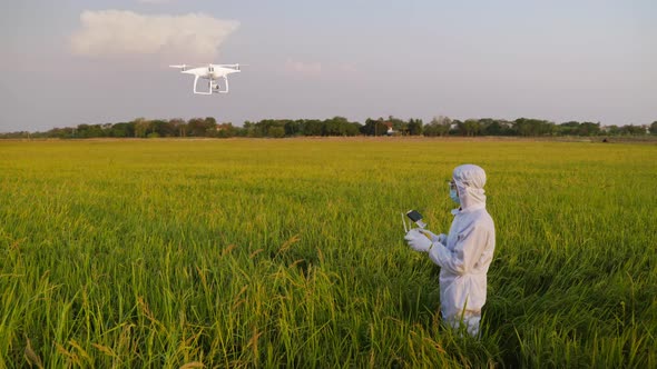 Scientists are piloting drones in rice fields for scientific experiments.
