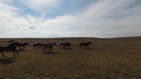 Aerial FPV Drone Flying with a Large Herd of Wild Horses Galloping Fast Across Steppe alt
